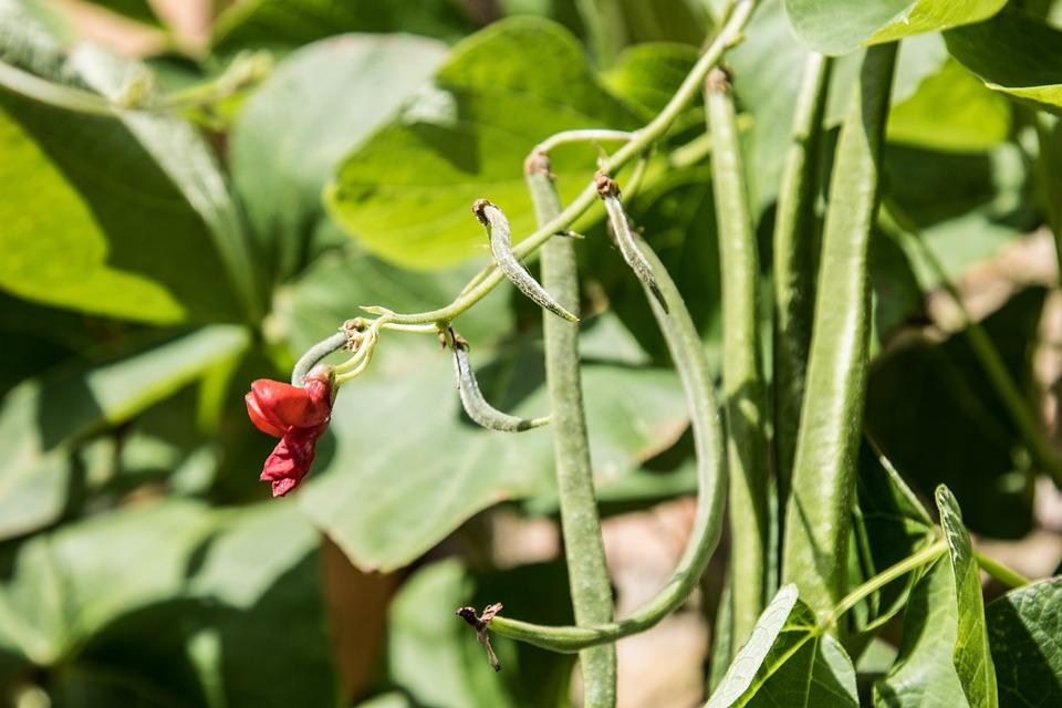 Cultiver des plantes anti-moustiques dans votre jardin